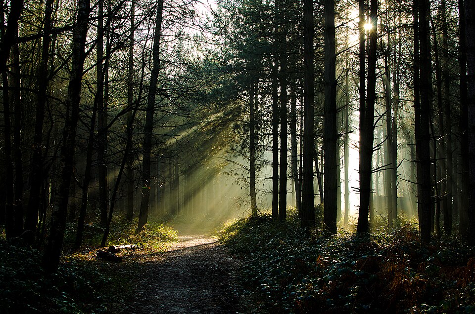 Sunlight filtering through a mature forest