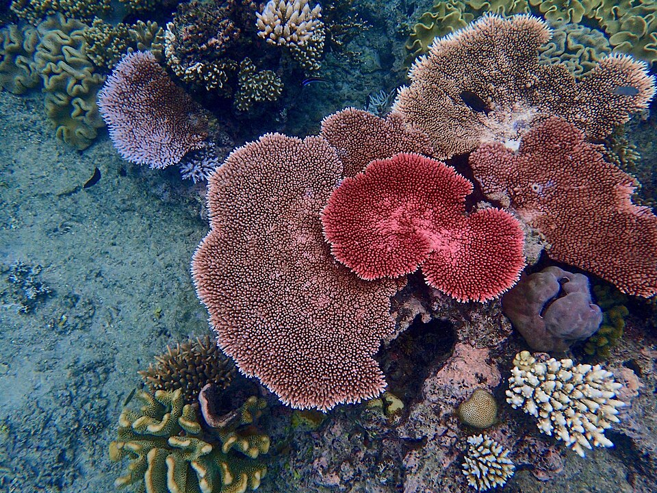 Colourful coral on the Great Barrier Reef
