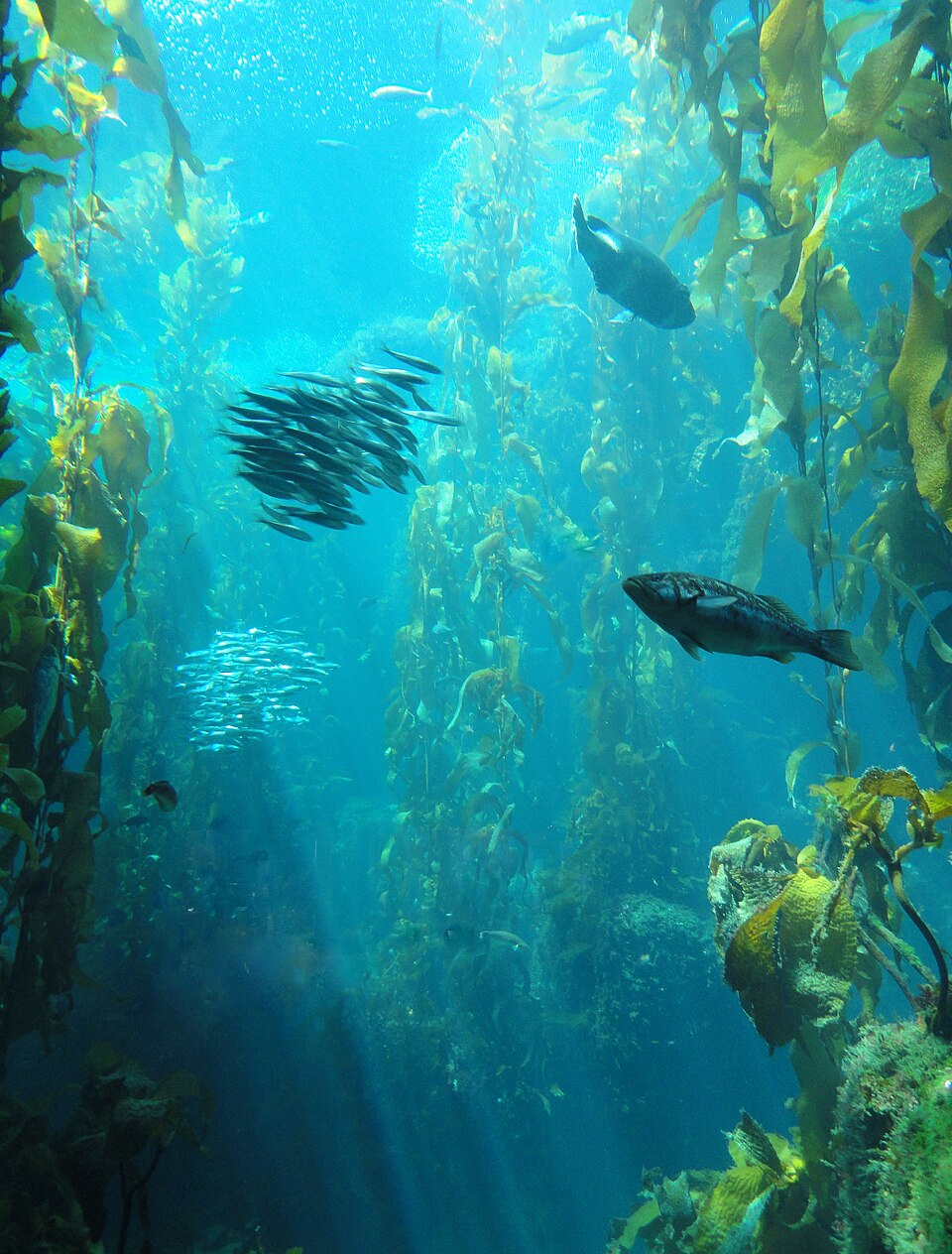 Kelp forest with fish beneath the ocean surface
