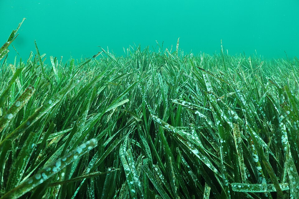 A green seagrass meadow beneath clear water